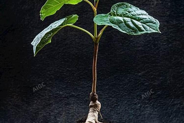 用什么肥料会使西红柿棵子壮起来