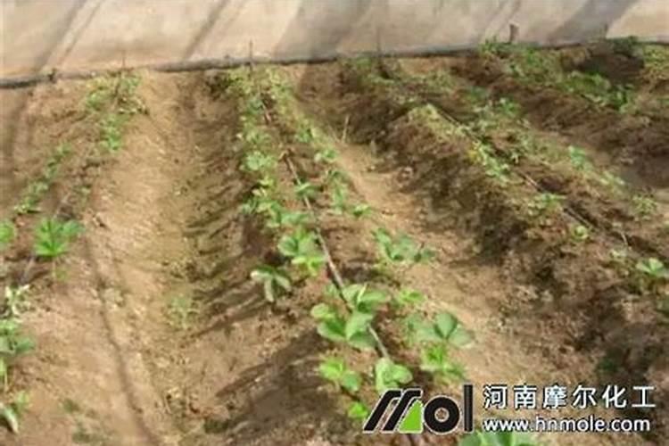 什么是氮肥？带大家简单的了解氮肥