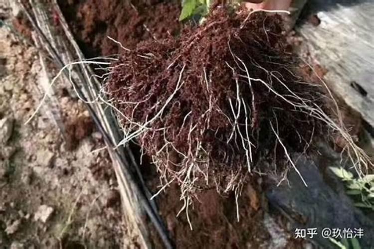 维生素b12能浇什么花