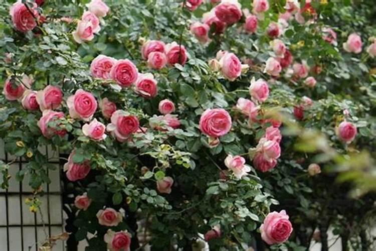 大颗粒尿素肥效时间 肥效可以持效多久