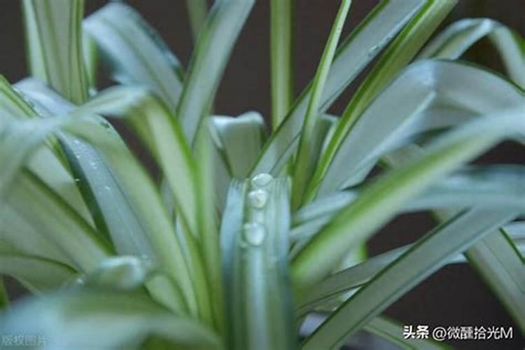 钾肥和复合肥的区别