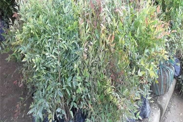 水稻什么时候用芸苔素好 使用方法及技巧