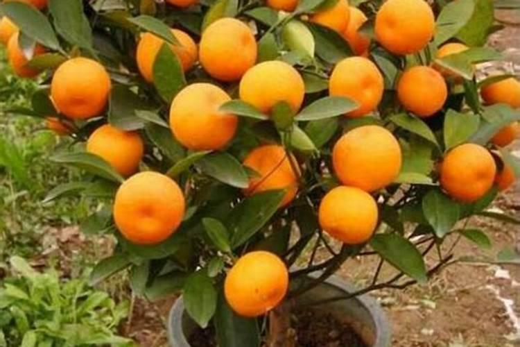 盆我桔子树开花结果期要施肥吗