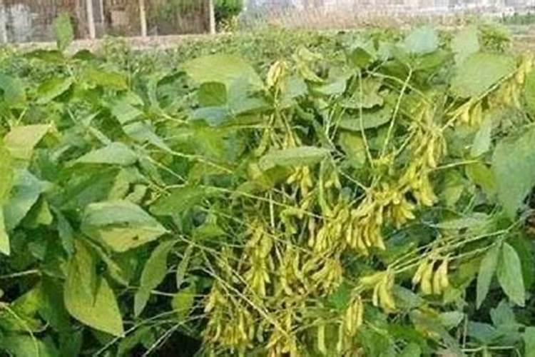 磷肥和化肥的区别