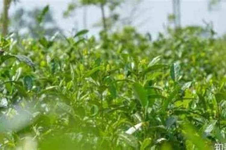 硫酸钾能在烟草叶面喷施吗