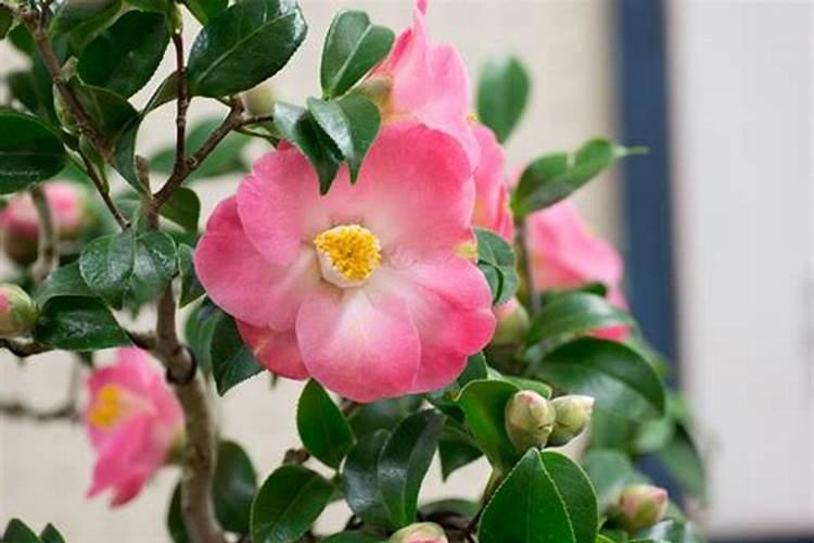 茶花施什么肥料最好