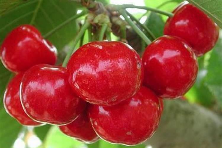 怎样提高果树定植成活率？