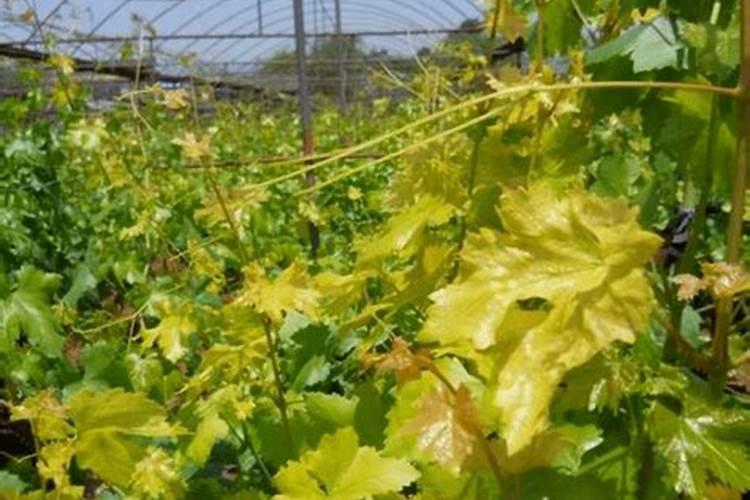 芸苔素内酯对玉米,小麦都能用吗？