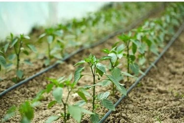 沙糖桔种植株距多少