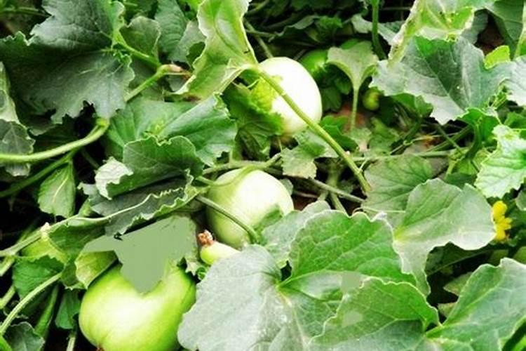 硅肥是第四大元素肥吗