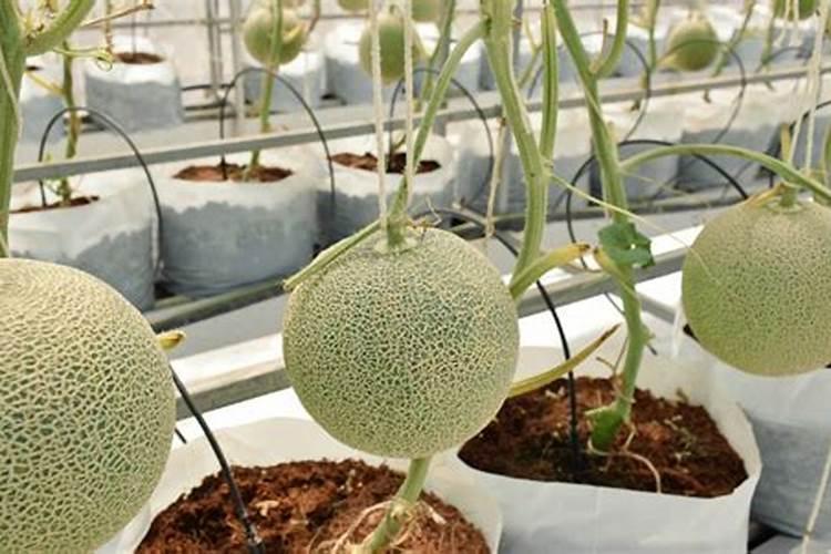 大棚西瓜地膜下怎么埋滴管