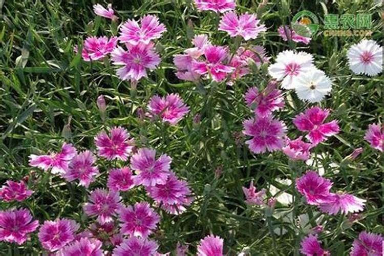 尿素可以做叶面喷施吗