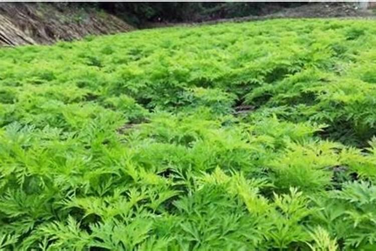 川芎什么时候种好