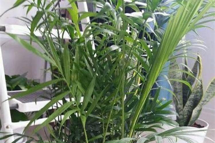 果实膨大期桃树施肥有方法,用花得果亚磷酸钾