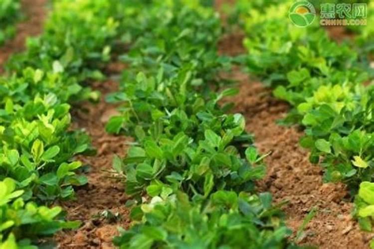 种植花生施什么肥料好