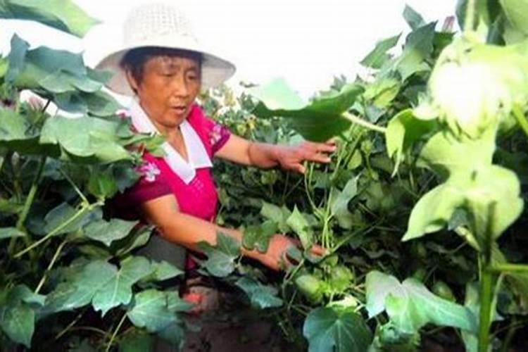 夏天棉花施肥用什么方法和时间如何安排 夏天棉花施肥方法和时间