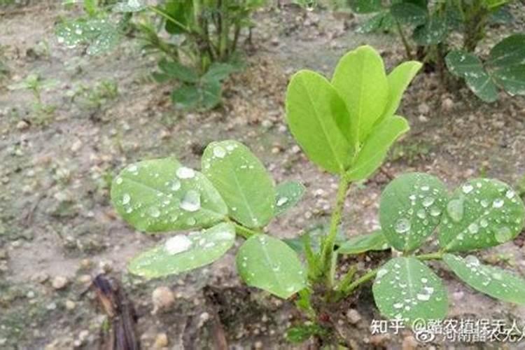花生要施几次肥料