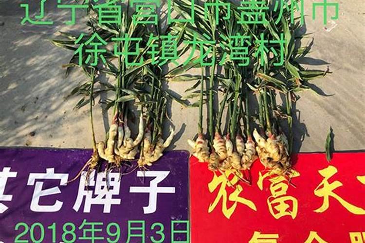 水溶肥什么品牌好？