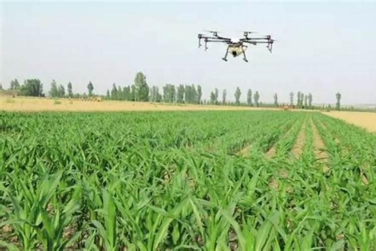 叶面肥怎么用？小麦叶面肥。