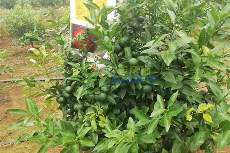 小麦打几遍芸苔素