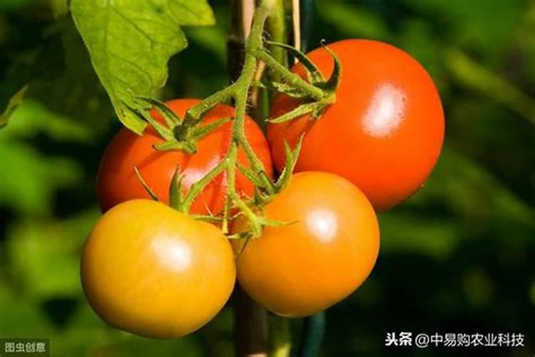 鱼蛋白,羊粪,豆粕肥可以一起用吗？