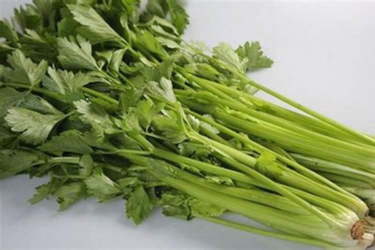 芹菜种植技术