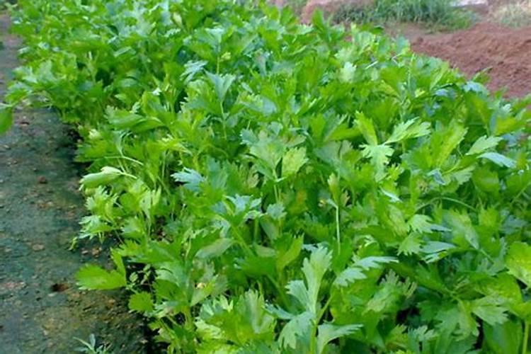 喷什么叶面肥芹菜长得快 喷施方法有哪些
