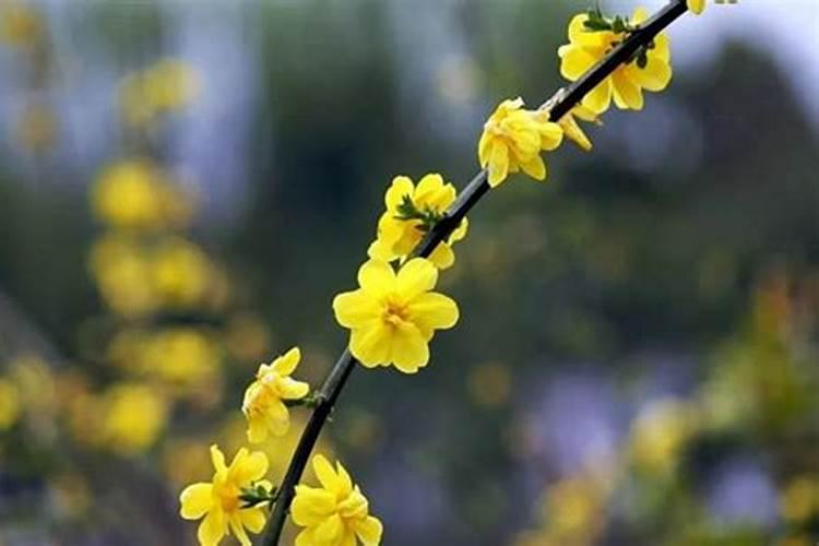 迎春花土里应加什么肥料