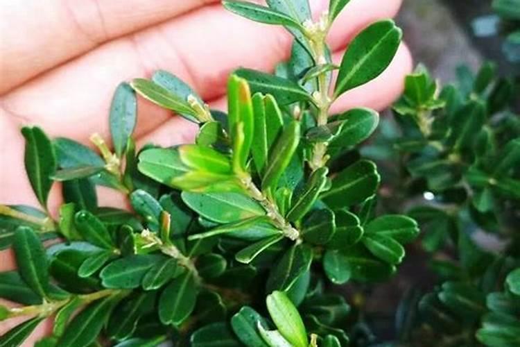 黄杨盆景的日常养护