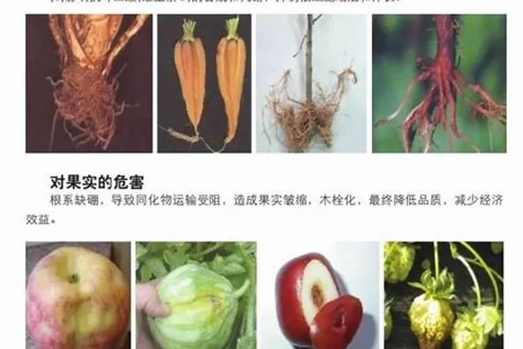 催芽用什么肥料最好