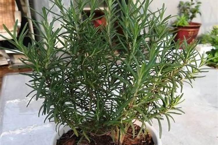 迷迭香怎么施肥,详解迷迭香施肥步骤