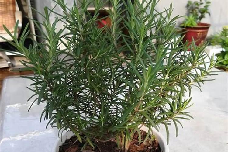 迷迭香如何养的好 如何养护迷迭香