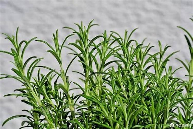 迷迭香怎么种才不会死