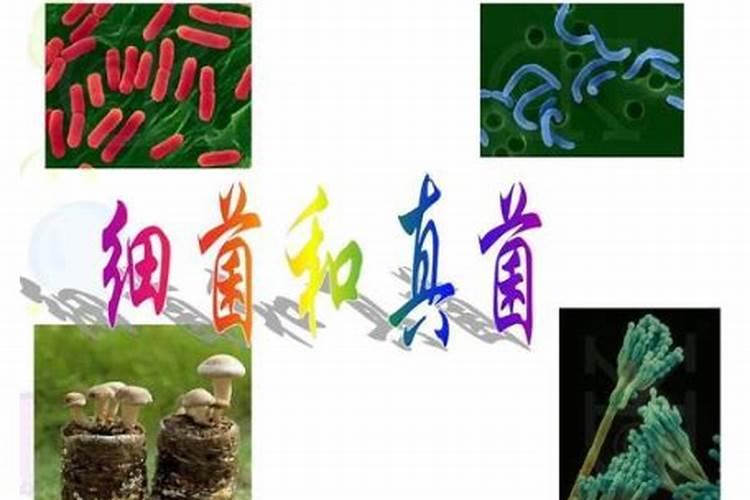 辣椒喷什么叶面肥结果多 多久喷一次