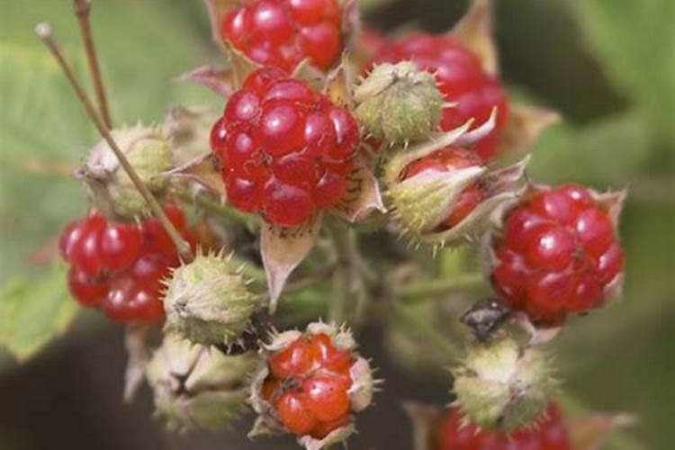 果树上什么肥料最好 果树专用肥有哪几种