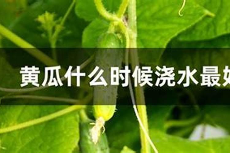 排名第一的冬瓜品种