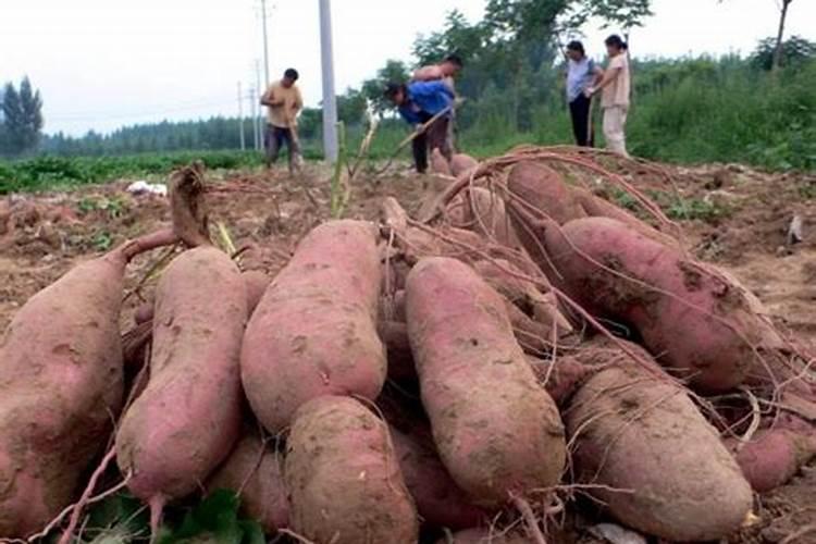 西北养猪分布在哪里