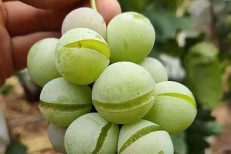 我的月季叶子少,花量大。修剪后如何缓苗