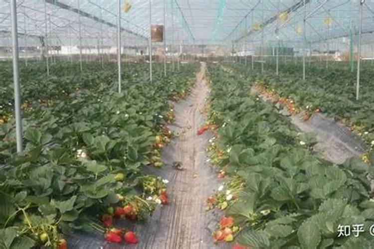 豆角提苗用的平衡型水溶肥哪种好？