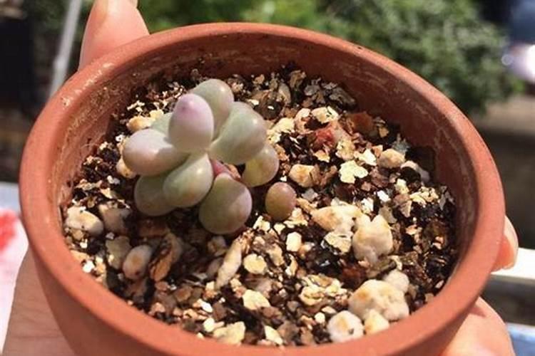 春季如何给多肉施肥植株长得旺