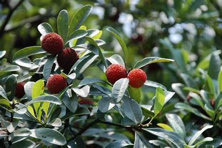 洋瓜尖怎么做好吃