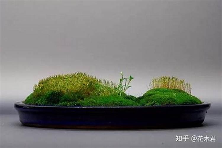 腐殖酸钠能杀青苔吗