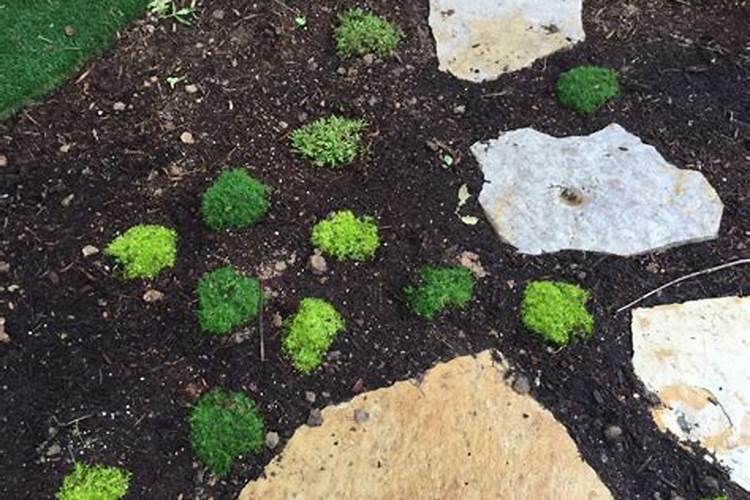 苔藓怎么养才能绿