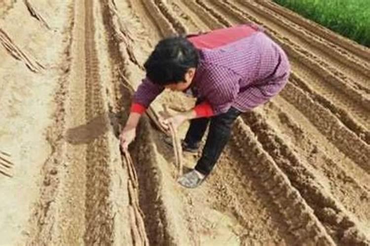 土壤过酸对植物的影响