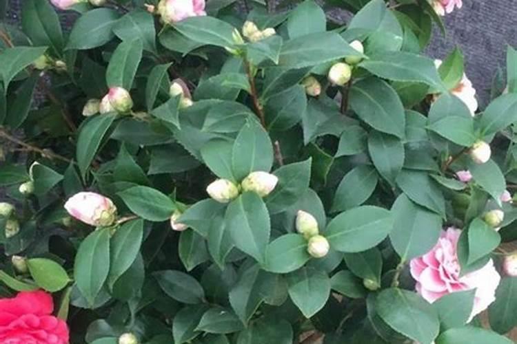 茶花用什么肥料好,茶花的四季施肥方法