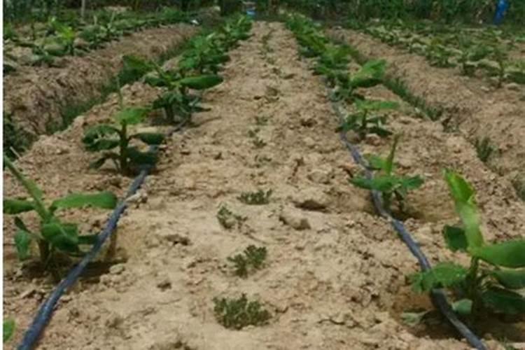 氨基酸水溶肥高温天气喷草莓有副作用吗