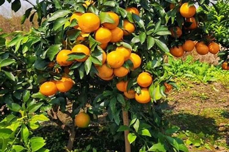 桔子树用什么肥料最好