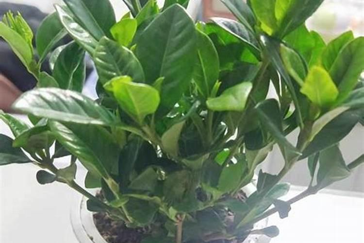 栀子花可以用复合肥吗