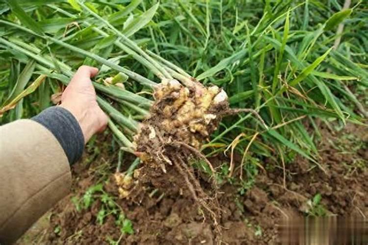 生姜施什么肥最高产