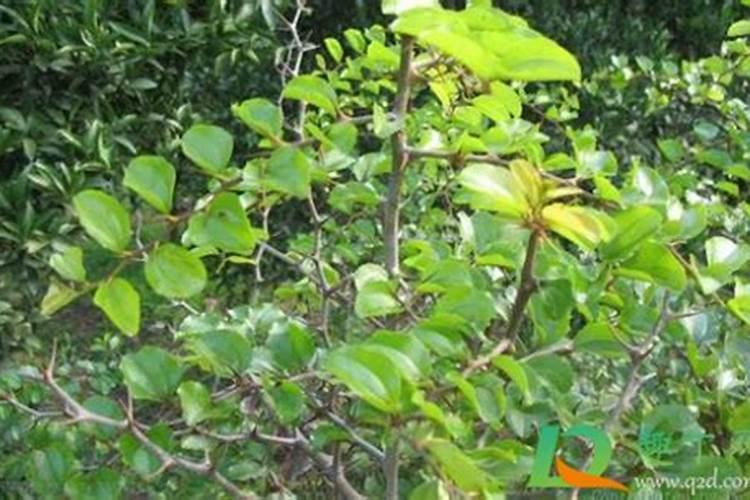 化肥烧苗几天才能发现